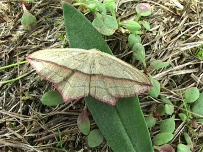 Ampferspanner ( Timandra comae ) : Kalkar-Wissel, NSG Wisseler Dünen, 05.09.2006